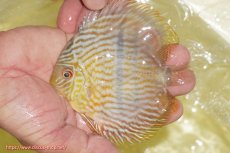 画像1: 【ワイルドディスカス】【通販】【奇跡の再入荷】カヌマロイヤルセンターバー【個体販売】11-12cm（生体）カヌマ産 (1)