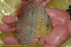 画像2: 【ワイルドディスカス】【通販】【奇跡の再入荷】カヌマロイヤルセンターバー【個体販売】11-12cm（生体）カヌマ産 (2)