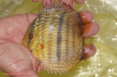 画像1: 【ワイルドディスカス】【通販】【奇跡の再入荷】カヌマロイヤルセンターバー【個体販売】11-12cm（生体）カヌマ産 (1)