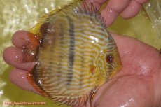 画像2: 【ワイルドディスカス】【通販】【奇跡の再入荷】カヌマロイヤルセンターバー【個体販売】11-12cm（生体）カヌマ産 (2)