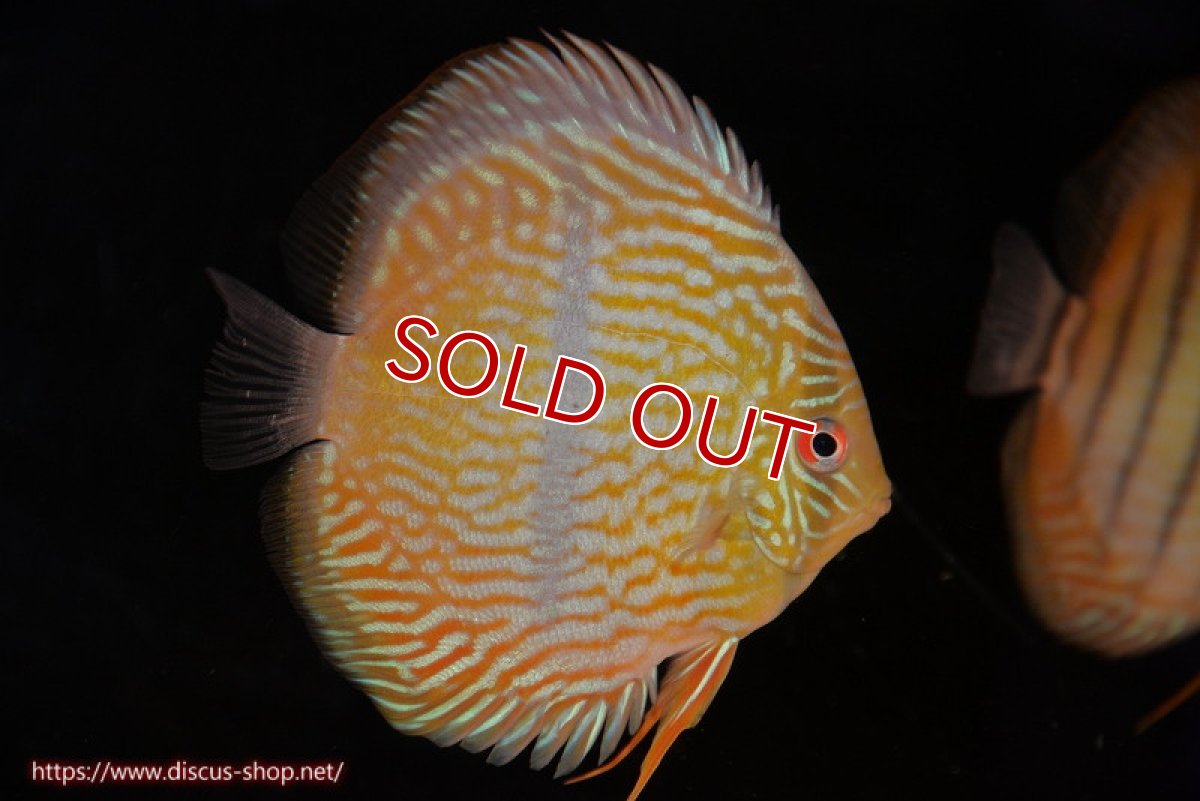 画像1: 【ワイルドディスカス】【通販】【奇跡の再入荷】カヌマロイヤルセンターバー【個体販売】11-12cm（生体）カヌマ産 (1)