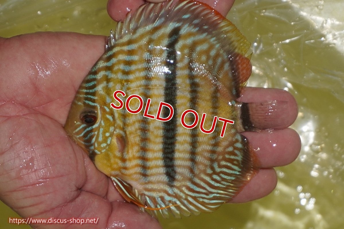 画像2: 【ワイルドディスカス】【通販】【奇跡の再入荷】カヌマロイヤルセンターバー【個体販売】11-12cm（生体）カヌマ産 (2)