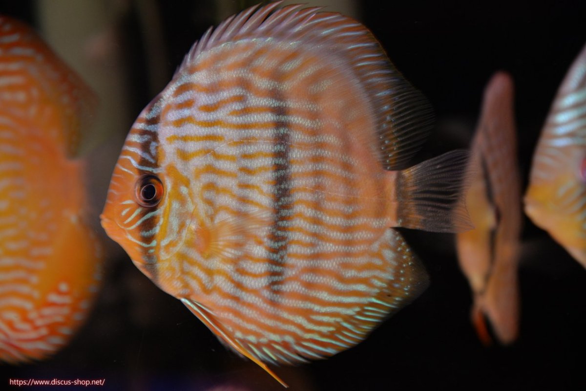 画像1: 【決算セール対象個体】【ワイルドディスカス】【通販】【奇跡の再入荷】カヌマロイヤルセンターバー【個体販売】11-12cm（生体）カヌマ産 (1)