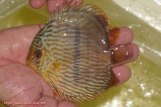 画像1: 【ワイルドディスカス】【通販】【奇跡の再入荷】カヌマロイヤルセンターバー【個体販売】11-12cm（生体）カヌマ産 (1)