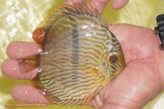 画像4: 【決算セール対象個体】【ワイルドディスカス】【通販】【奇跡の再入荷】カヌマロイヤルセンターバー【個体販売】11-12cm（生体）カヌマ産 (4)