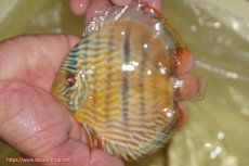 画像1: 【ワイルドディスカス】【通販】【奇跡の再入荷】カヌマロイヤルセンターバー【個体販売】11-12cm（生体）カヌマ産 (1)