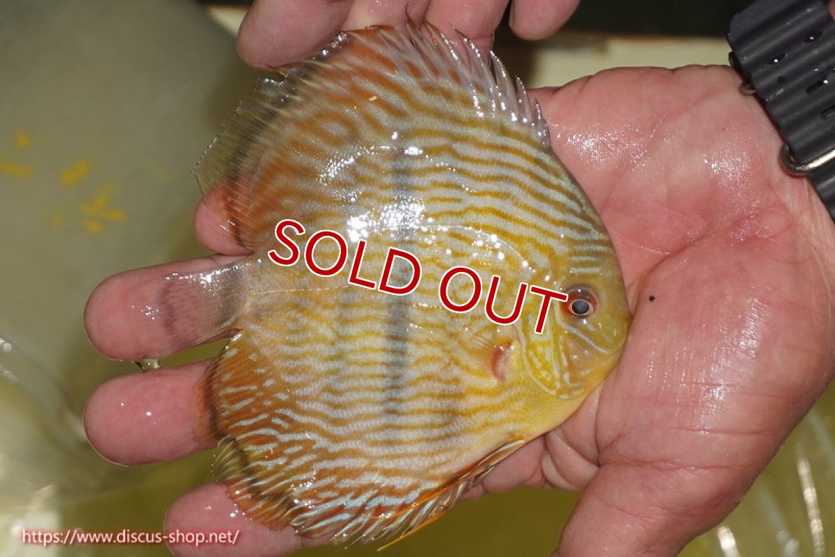 画像2: 【決算セール対象個体】【ワイルドディスカス】【通販】【奇跡の再入荷】カヌマロイヤルセンターバー【個体販売】11-12cm（生体）カヌマ産 (2)