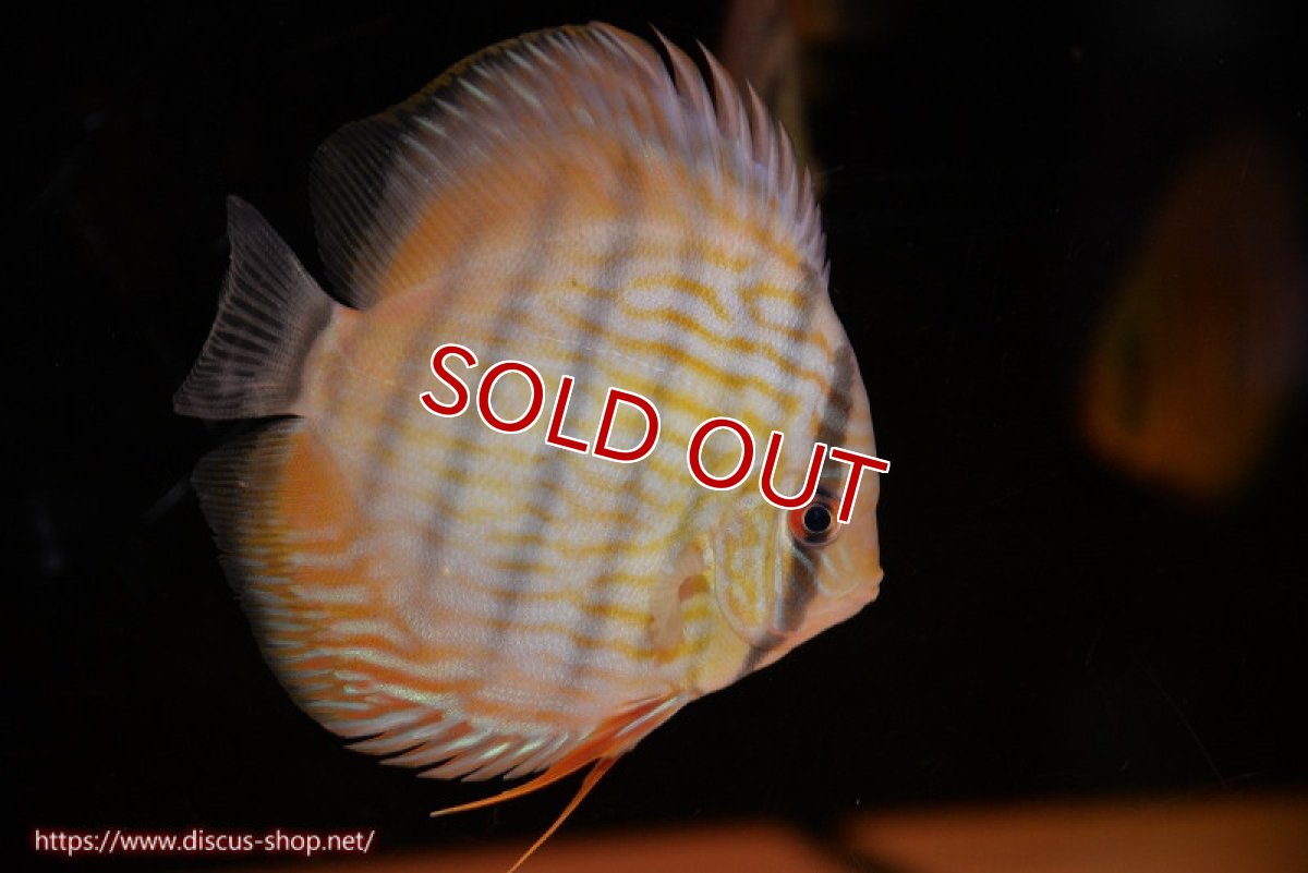 画像1: 【決算セール対象個体】【ワイルドディスカス】【通販】【奇跡の再入荷】カヌマロイヤルセンターバー【個体販売】11-12cm（生体）カヌマ産 (1)