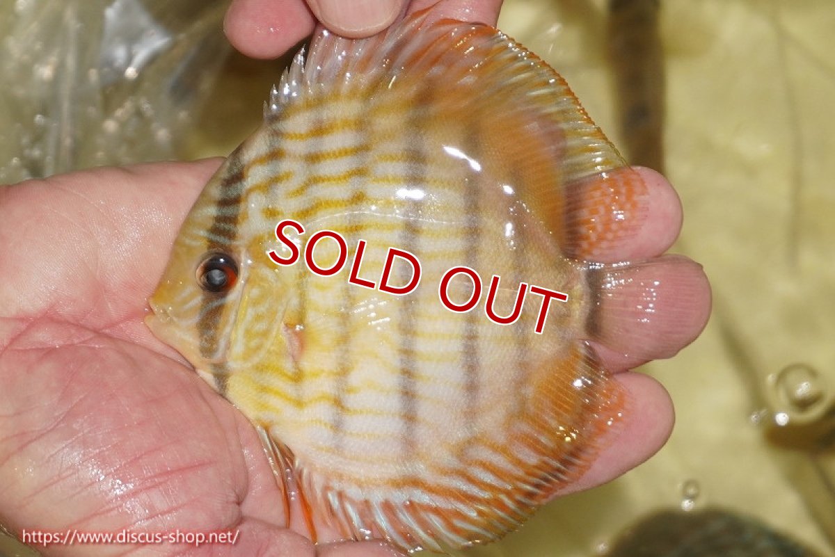 画像2: 【決算セール対象個体】【ワイルドディスカス】【通販】【奇跡の再入荷】カヌマロイヤルセンターバー【個体販売】11-12cm（生体）カヌマ産 (2)
