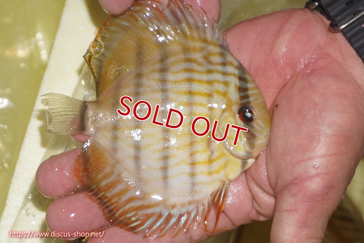 画像3: 【決算セール対象個体】【ワイルドディスカス】【通販】【奇跡の再入荷】カヌマロイヤルセンターバー【個体販売】11-12cm（生体）カヌマ産 (3)
