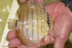 画像3: 【決算セール対象個体】【ワイルドディスカス】【通販】【奇跡の再入荷】カヌマロイヤルセンターバー【個体販売】11-12cm（生体）カヌマ産 (3)