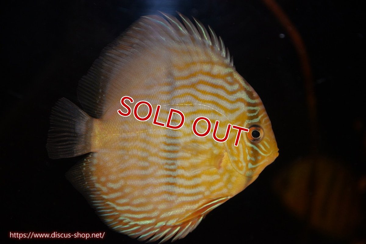 画像1: 【決算セール対象個体】【ワイルドディスカス】【通販】【奇跡の再入荷】カヌマロイヤルセンターバー【個体販売】11-12cm（生体）カヌマ産 (1)