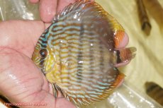 画像1: 【ワイルドディスカス】【通販】【奇跡の再入荷】カヌマロイヤルセンターバー【個体販売】11-12cm（生体）カヌマ産 (1)