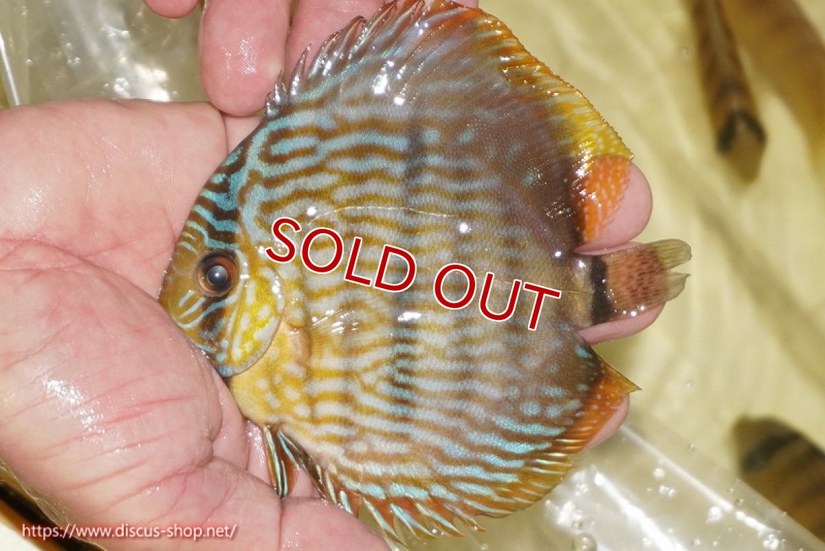 画像2: 【決算セール対象個体】【ワイルドディスカス】【通販】【奇跡の再入荷】カヌマロイヤルセンターバー【個体販売】11-12cm（生体）カヌマ産 (2)