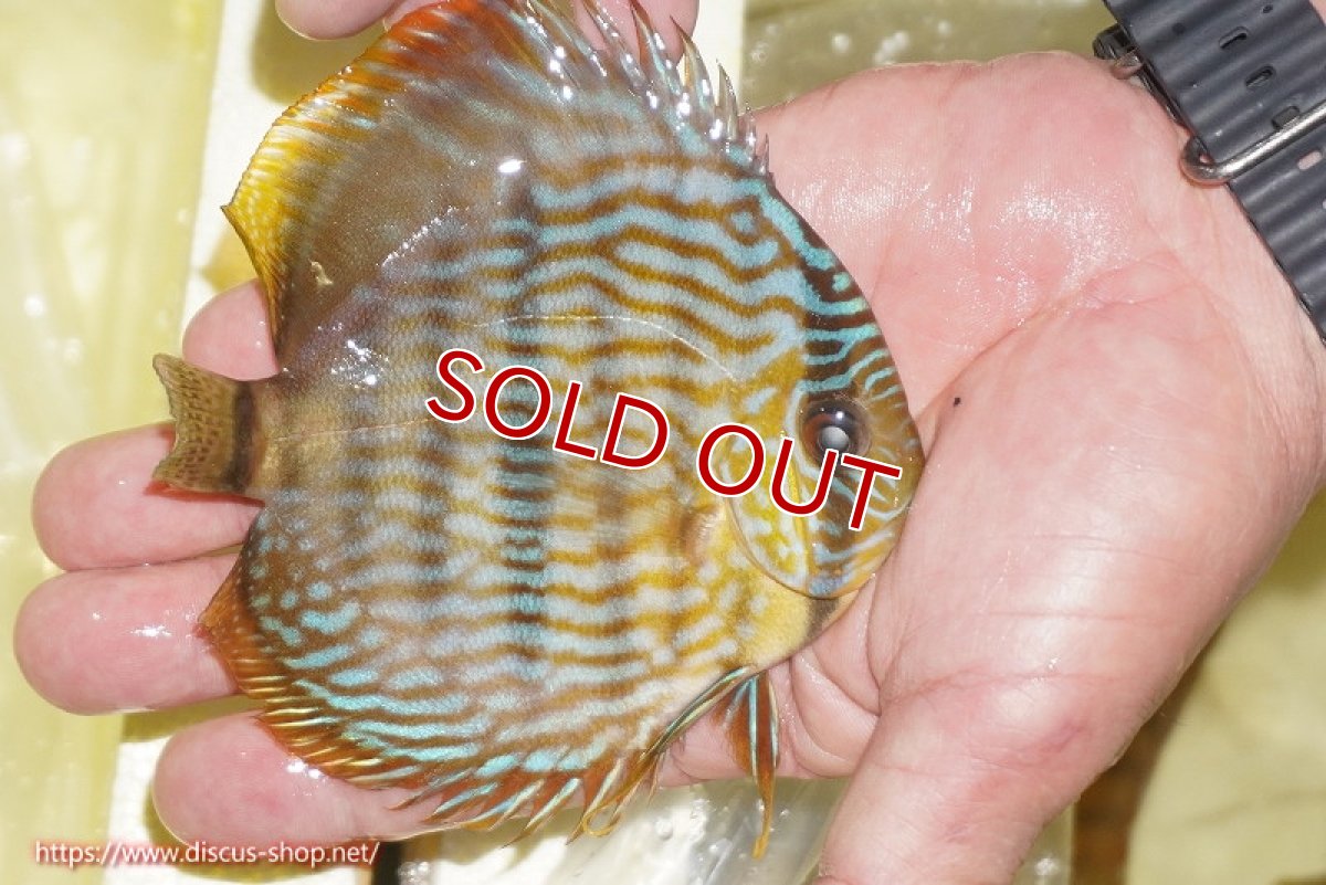 画像3: 【決算セール対象個体】【ワイルドディスカス】【通販】【奇跡の再入荷】カヌマロイヤルセンターバー【個体販売】11-12cm（生体）カヌマ産 (3)