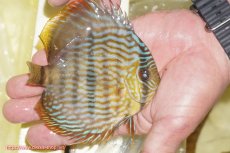 画像3: 【決算セール対象個体】【ワイルドディスカス】【通販】【奇跡の再入荷】カヌマロイヤルセンターバー【個体販売】11-12cm（生体）カヌマ産 (3)