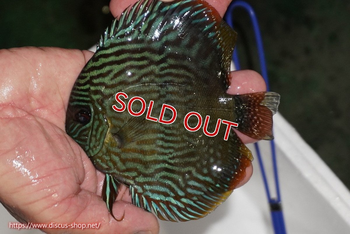 画像1: 【決算セール対象個体】【ワイルドディスカス】【通販】【奇跡の再入荷】カヌマロイヤルセンターバー【個体販売】11-12cm（生体）カヌマ産 (1)