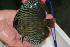 画像1: 【ワイルドディスカス】【通販】【奇跡の再入荷】カヌマロイヤルセンターバー【個体販売】11-12cm（生体）カヌマ産 (1)