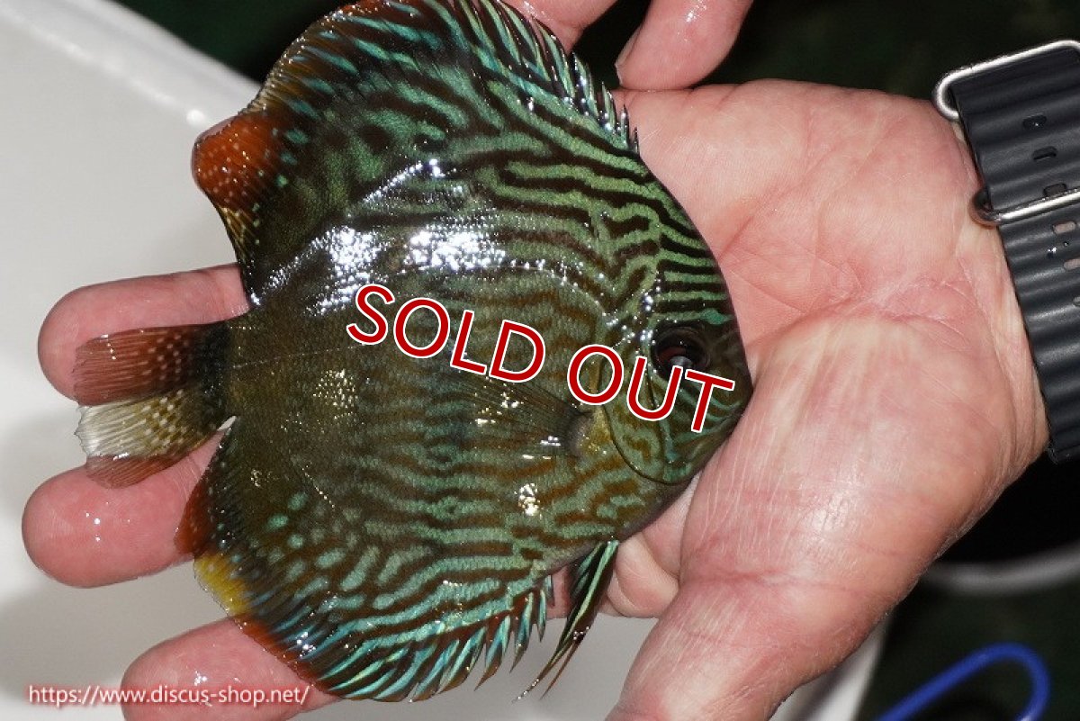 画像2: 【決算セール対象個体】【ワイルドディスカス】【通販】【奇跡の再入荷】カヌマロイヤルセンターバー【個体販売】11-12cm（生体）カヌマ産 (2)