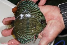 画像2: 【ワイルドディスカス】【通販】【奇跡の再入荷】カヌマロイヤルセンターバー【個体販売】11-12cm（生体）カヌマ産 (2)