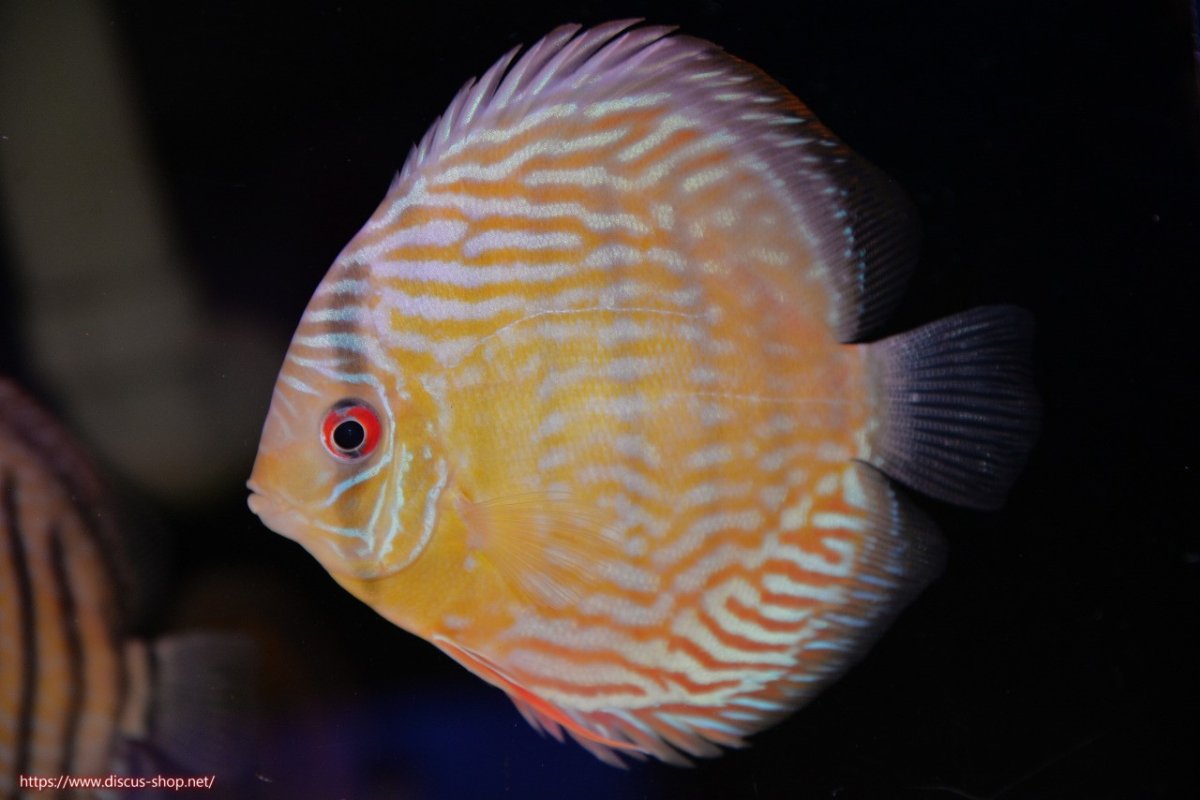 画像1: 【決算セール対象個体】【ワイルドディスカス】【通販】【奇跡の再入荷】カヌマ スーパーロイヤル【個体販売】12-13cm（生体）カヌマ産 (1)