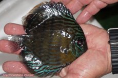 画像2: 【ワイルドディスカス】【通販】【奇跡の再入荷】カヌマ スーパーロイヤル【個体販売】12-13cm（生体）カヌマ産 (2)