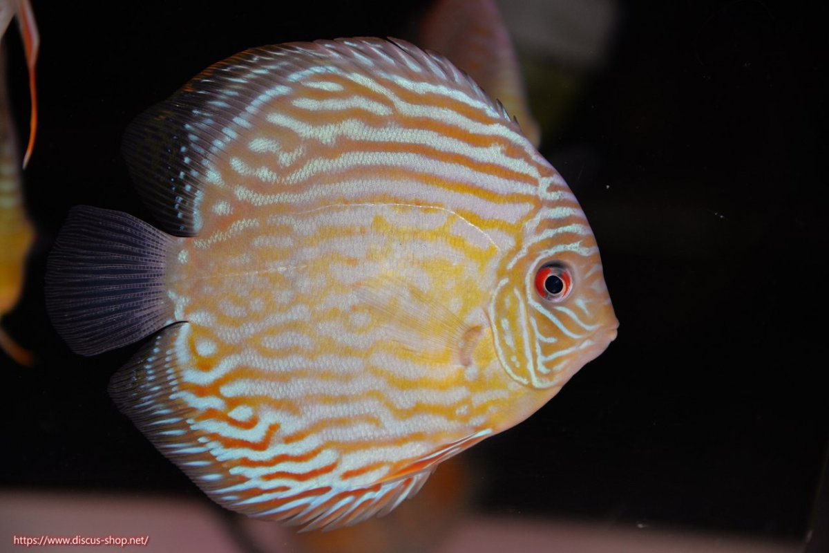 画像1: 【30周年記念セール対象個体】【ワイルドディスカス】【通販】【奇跡の再入荷】カヌマ ロイヤル&ロイヤルクロス【個体販売】11-12cm（生体）カヌマ産 (1)