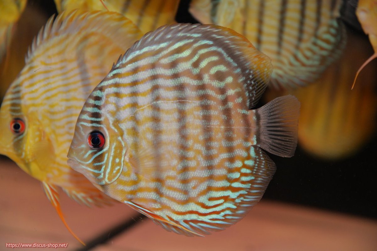 画像2: 【30周年記念セール対象個体】【ワイルドディスカス】【通販】【奇跡の再入荷】カヌマ ロイヤル&ロイヤルクロス【個体販売】11-12cm（生体）カヌマ産 (2)