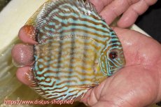 画像2: 【ワイルドディスカス】【通販】【奇跡の再入荷】カヌマ ロイヤル&ロイヤルクロス【個体販売】11-12cm（生体）カヌマ産 (2)