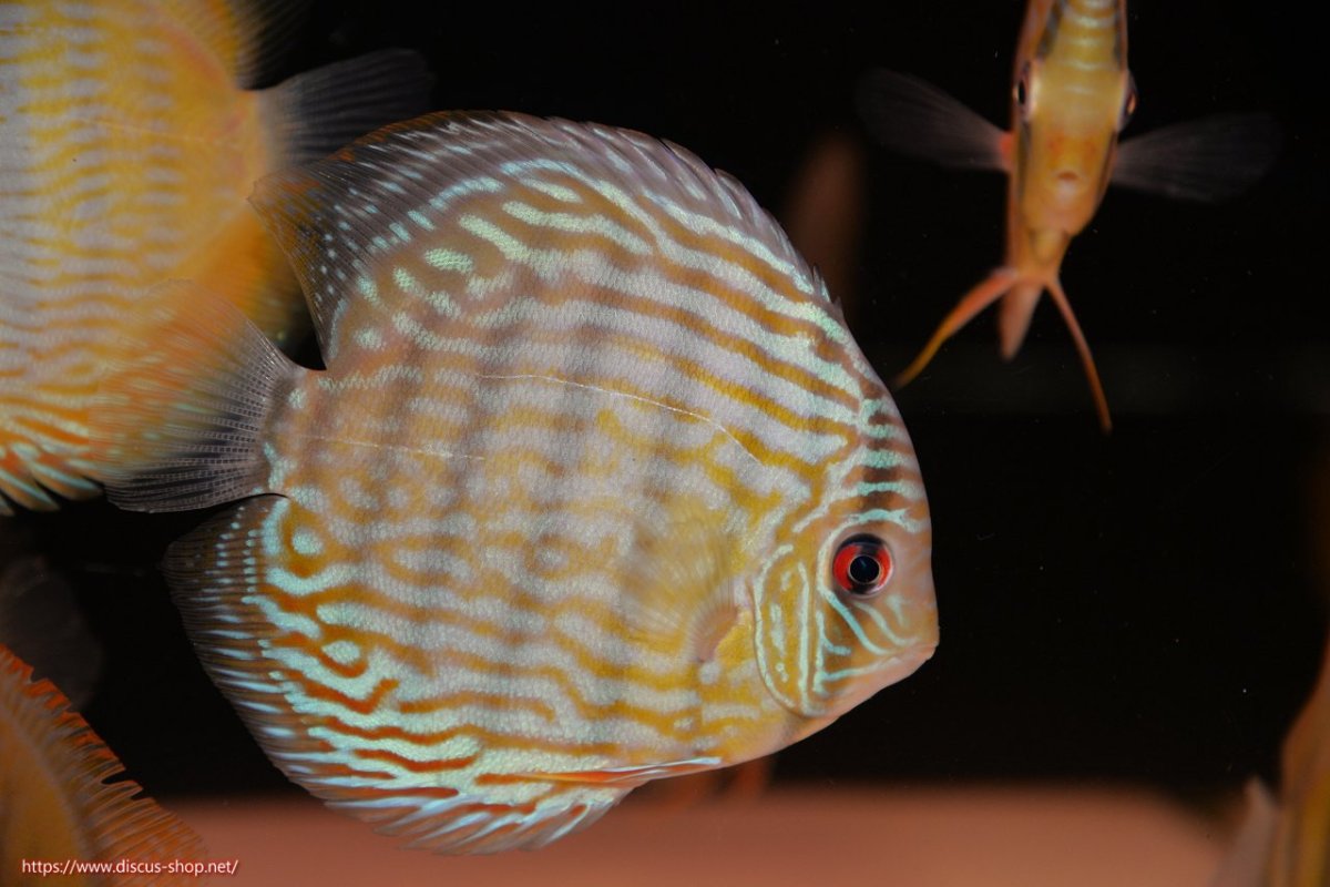 画像3: 【30周年記念セール対象個体】【ワイルドディスカス】【通販】【奇跡の再入荷】カヌマ ロイヤル&ロイヤルクロス【個体販売】11-12cm（生体）カヌマ産 (3)