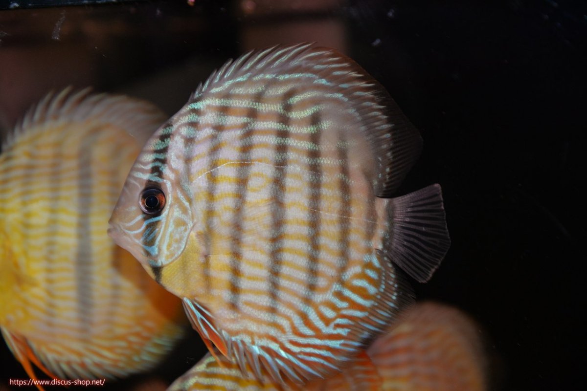 画像1: 【30周年記念セール対象個体】【ワイルドディスカス】【通販】【奇跡の再入荷】カヌマ ロイヤル&ロイヤルクロス【個体販売】11-12cm（生体）カヌマ産 (1)