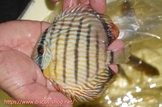 画像1: 【ワイルドディスカス】【通販】【奇跡の再入荷】カヌマ ロイヤル&ロイヤルクロス【個体販売】11-12cm（生体）カヌマ産 (1)