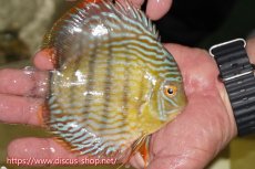 画像2: 【ワイルドディスカス】【通販】【奇跡の再入荷】カヌマ ロイヤル&ロイヤルクロス【個体販売】11-12cm（生体）カヌマ産 (2)