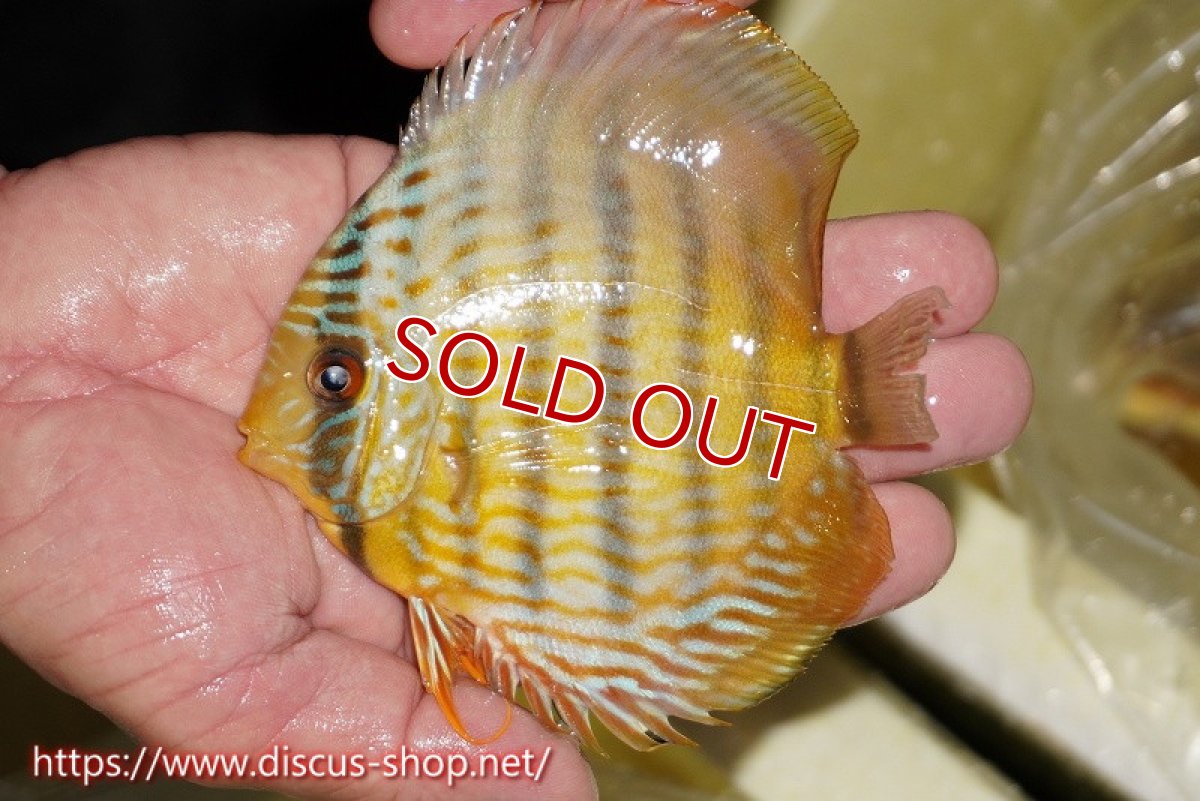 画像1: 【決算セール対象個体】【ワイルドディスカス】【通販】【奇跡の再入荷】カヌマ ロイヤル&ロイヤルクロス【個体販売】11-12cm（生体）カヌマ産 (1)