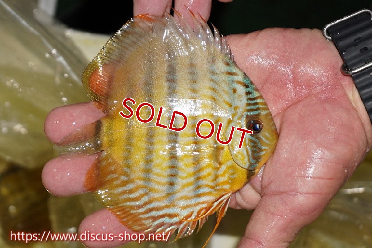 画像2: 【決算セール対象個体】【ワイルドディスカス】【通販】【奇跡の再入荷】カヌマ ロイヤル&ロイヤルクロス【個体販売】11-12cm（生体）カヌマ産 (2)