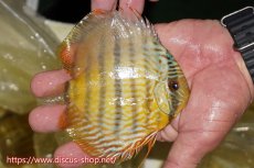 画像2: 【ワイルドディスカス】【通販】【奇跡の再入荷】カヌマ ロイヤル&ロイヤルクロス【個体販売】11-12cm（生体）カヌマ産 (2)