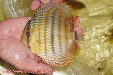 画像1: 【ワイルドディスカス】【通販】【奇跡の再入荷】カヌマ ロイヤル&ロイヤルクロス【個体販売】11-12cm（生体）カヌマ産 (1)