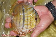 画像3: 【30周年記念セール対象個体】【ワイルドディスカス】【通販】【奇跡の再入荷】カヌマ ロイヤル&ロイヤルクロス【個体販売】11-12cm（生体）カヌマ産 (3)