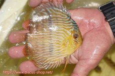 画像3: 【30周年記念セール対象個体】【ワイルドディスカス】【通販】【奇跡の再入荷】カヌマ ロイヤル&ロイヤルクロス【個体販売】11-12cm（生体）カヌマ産 (3)