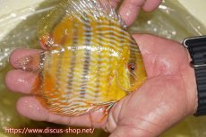 画像2: 【ワイルドディスカス】【通販】【奇跡の再入荷】カヌマ ロイヤル&ロイヤルクロス【個体販売】11-12cm（生体）カヌマ産 (2)