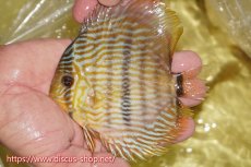 画像1: 【ワイルドディスカス】【通販】【奇跡の再入荷】カヌマ ロイヤル&ロイヤルクロス【個体販売】11-12cm（生体）カヌマ産 (1)