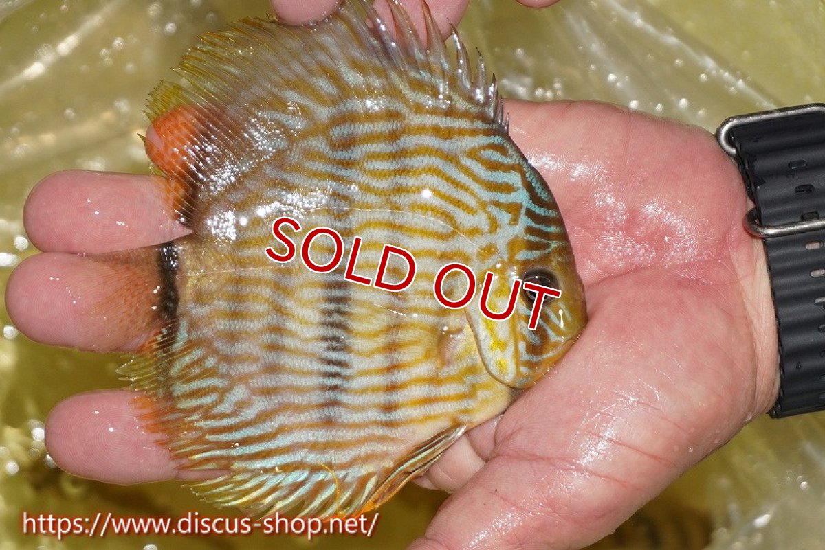 画像2: 【ワイルドディスカス】【通販】【奇跡の再入荷】カヌマ ロイヤル&ロイヤルクロス【個体販売】11-12cm（生体）カヌマ産 (2)
