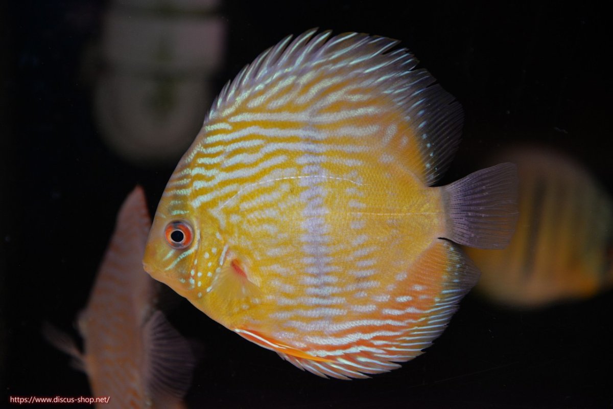 画像1: 【30周年記念セール対象個体】【ワイルドディスカス】【通販】【奇跡の再入荷】カヌマ ロイヤル&ロイヤルクロス【個体販売】11-12cm（生体）カヌマ産 (1)