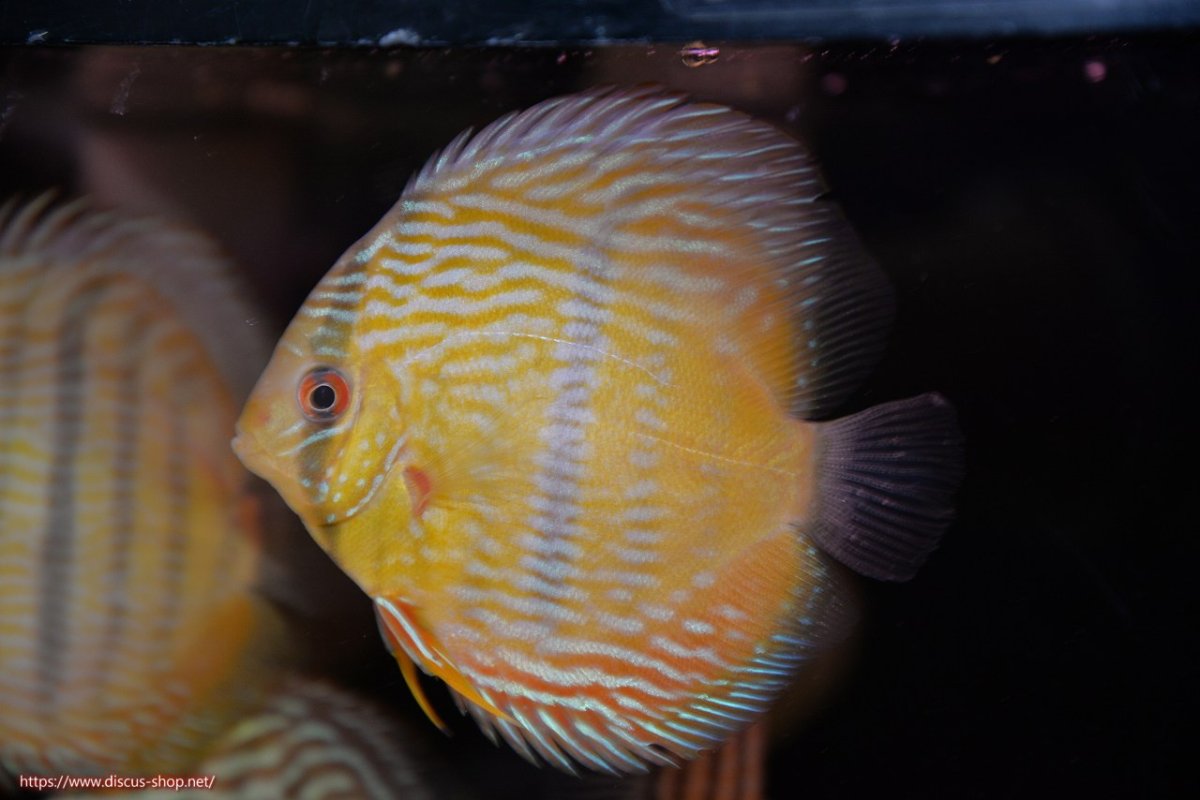 画像2: 【30周年記念セール対象個体】【ワイルドディスカス】【通販】【奇跡の再入荷】カヌマ ロイヤル&ロイヤルクロス【個体販売】11-12cm（生体）カヌマ産 (2)