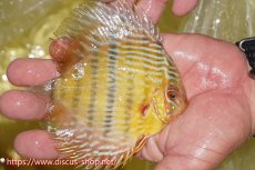 画像2: 【ワイルドディスカス】【通販】【奇跡の再入荷】カヌマ ロイヤル&ロイヤルクロス【個体販売】11-12cm（生体）カヌマ産 (2)