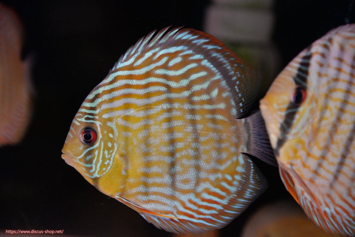 画像1: 【30周年記念セール対象個体】【ワイルドディスカス】【通販】【奇跡の再入荷】カヌマ ロイヤル&ロイヤルクロス【個体販売】11-12cm（生体）カヌマ産 (1)