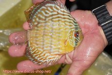 画像2: 【ワイルドディスカス】【通販】【奇跡の再入荷】カヌマ ロイヤル&ロイヤルクロス【個体販売】11-12cm（生体）カヌマ産 (2)