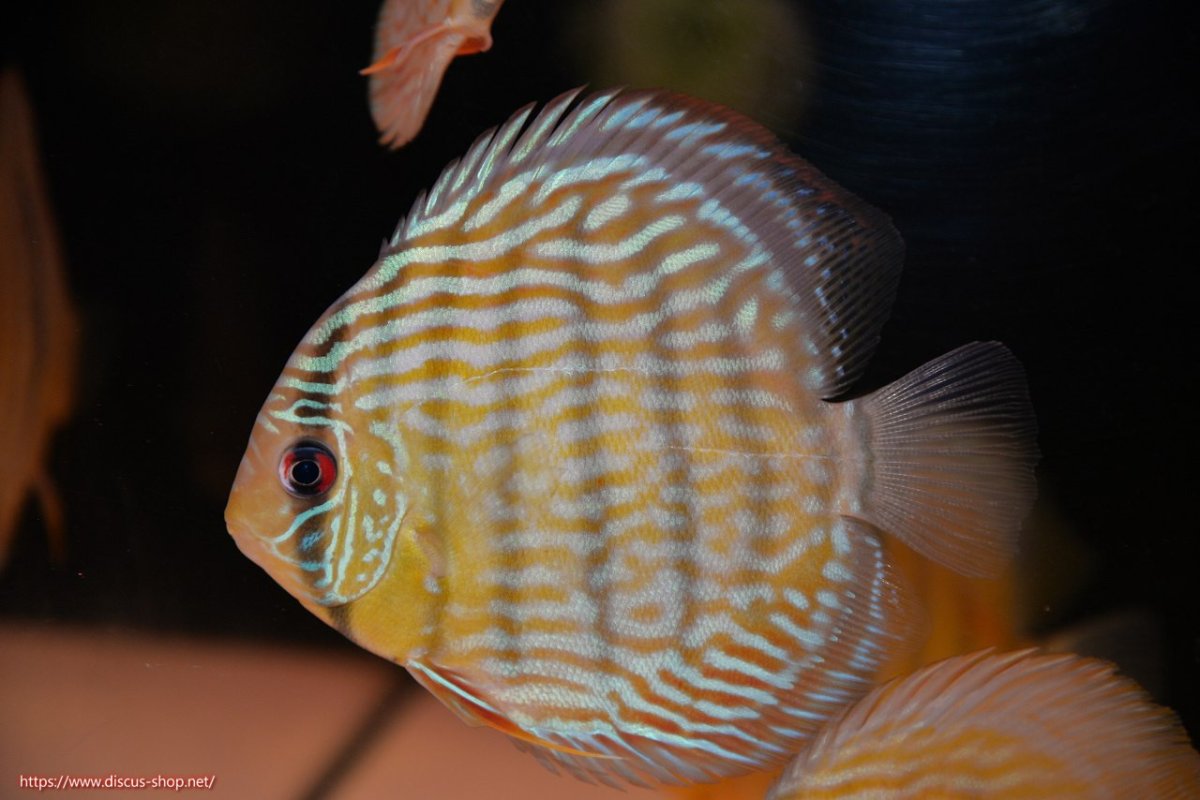 画像3: 【30周年記念セール対象個体】【ワイルドディスカス】【通販】【奇跡の再入荷】カヌマ ロイヤル&ロイヤルクロス【個体販売】11-12cm（生体）カヌマ産 (3)