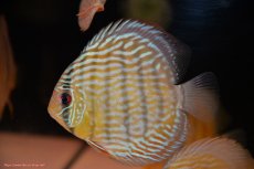 画像3: 【30周年記念セール対象個体】【ワイルドディスカス】【通販】【奇跡の再入荷】カヌマ ロイヤル&ロイヤルクロス【個体販売】11-12cm（生体）カヌマ産 (3)