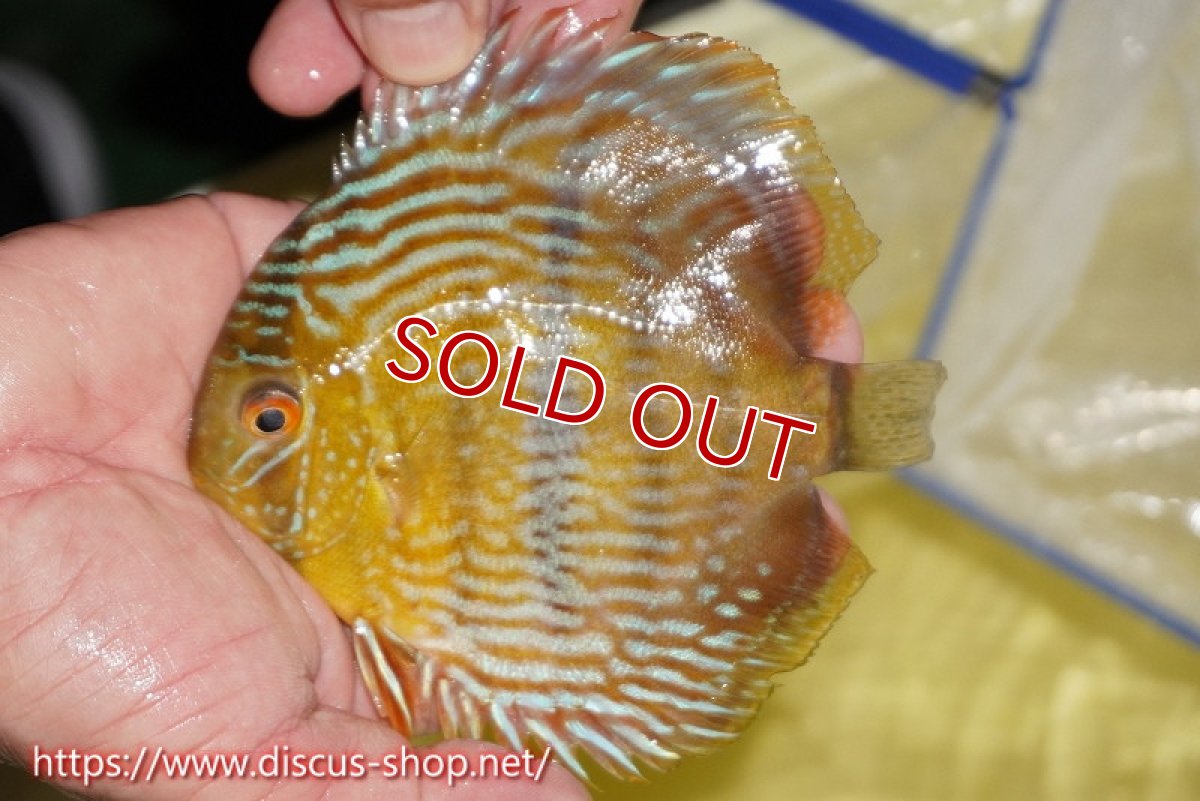 画像1: 【サマーセール対象個体　２匹以上でクーポンご利用で20％OFF】【ワイルドディスカス】【通販】【奇跡の再入荷】カヌマ ロイヤル&ロイヤルクロス　ヤングスター【個体販売】11-12cm（生体）カヌマ産 (1)